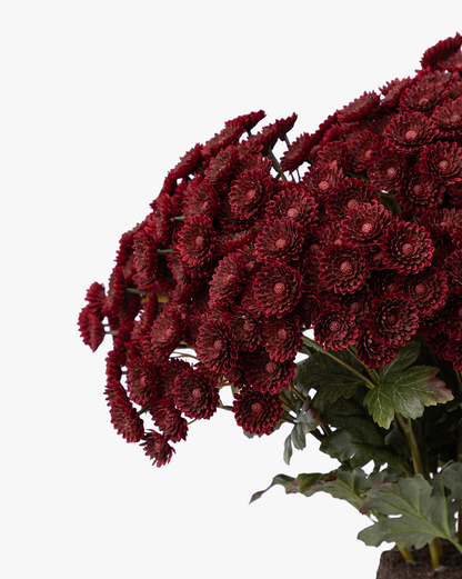 Faux Mum Drop-In