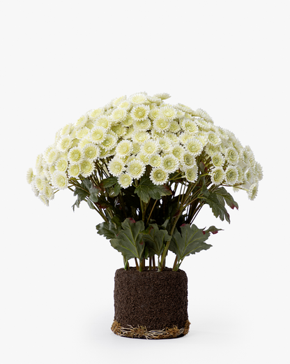 Faux Mum Drop-In