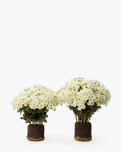 Faux Mum Drop-In