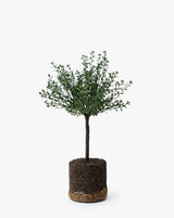 Faux Myrtle Topiary Drop-In